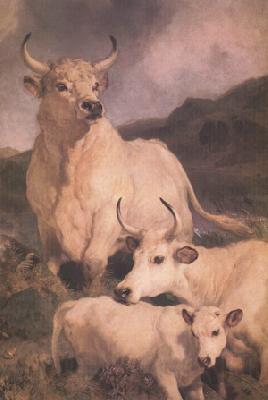 Sir Edwin Landseer Wild Cattle at Chillingham (nn03) Norge oil painting art